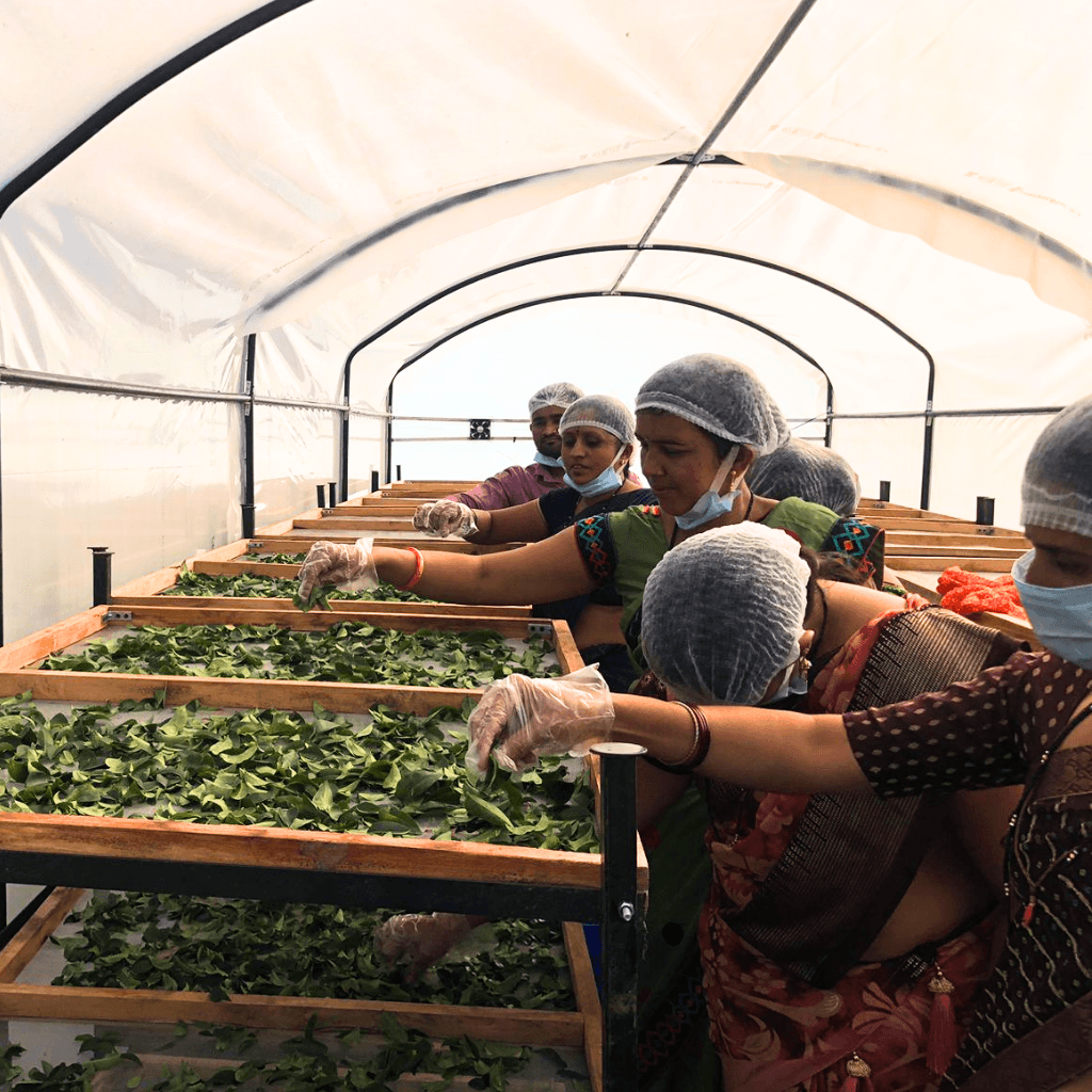 Women-Led Innovation: Transforming Local Agriculture Through Solar Dehydration - SHG Bazaar