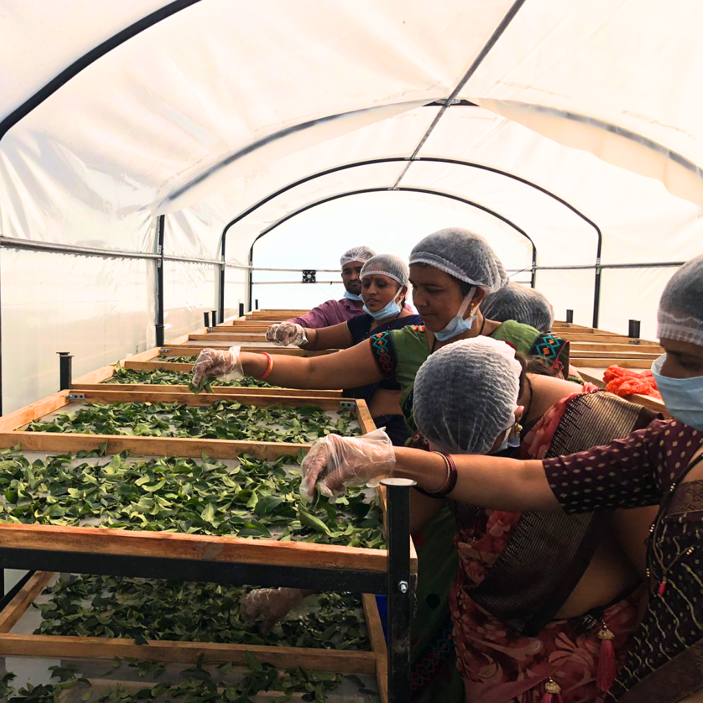 Women-Led Innovation: Transforming Local Agriculture Through Solar Dehydration